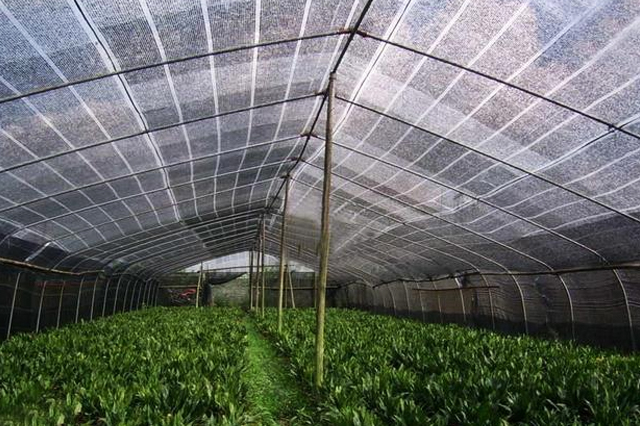 leyu乐鱼体育app下载最新:空客发布季度赢利增加坚持全年成绩预期